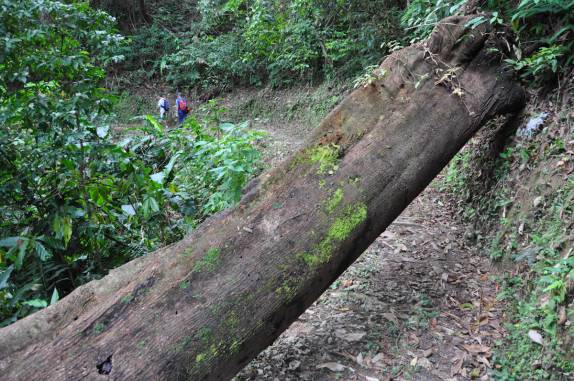 Um dos enormes troncos na trilha do El Tucuche, a segunda mais alta montanha da ilha de Trinidad